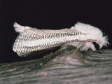 Azygophleps asylas